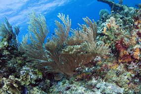 Cayman Islands-308