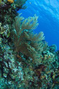 Cayman Islands-309