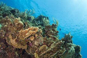 Cayman Islands-312