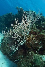 Cayman Islands-313