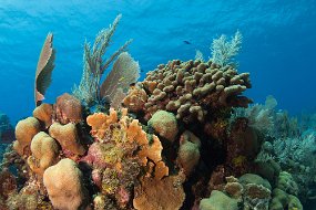 Cayman Islands-317