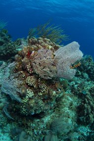 Cayman Islands-323