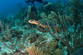 Cayman Islands-325