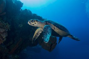 Cayman Islands-339-1