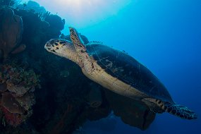 Cayman Islands-340