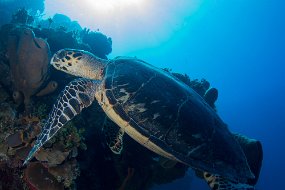 Cayman Islands-341
