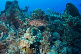 Cayman Islands-353