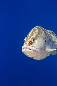 Cayman Islands-37