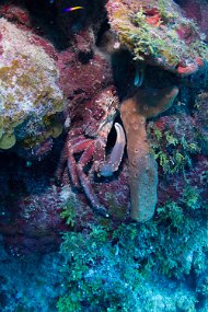 Cayman Islands-381