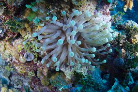 Cayman Islands-385