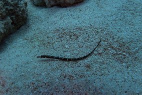 Cayman Islands-387