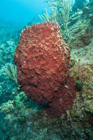 Cayman Islands-398