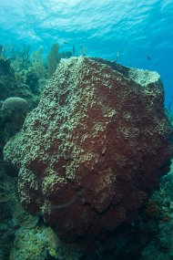 Cayman Islands-400