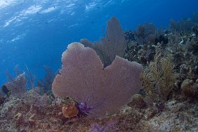 Cayman Islands-402