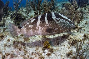 Cayman Islands-415