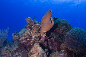 Cayman Islands-418