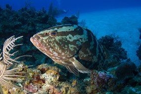 Cayman Islands-423