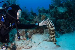 Cayman Islands-432