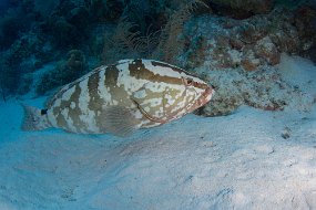 Cayman Islands-434
