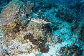 Cayman Islands-438