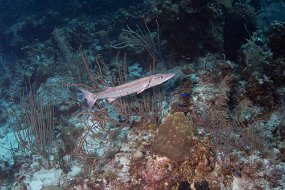 Cayman Islands-440