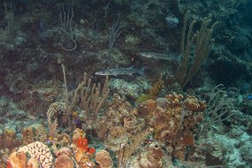 Cayman Islands-441