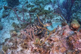 Cayman Islands-442