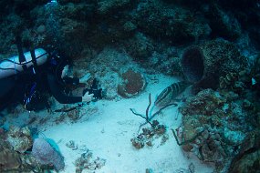 Cayman Islands-453