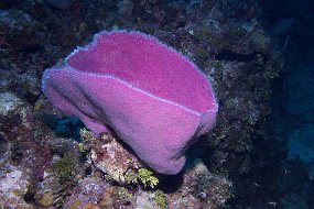 Cayman Islands-459