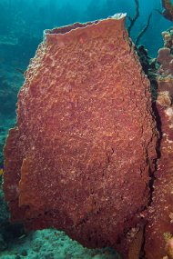 Cayman Islands-460