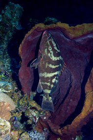 Cayman Islands-467