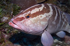 Cayman Islands-473