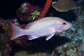 Cayman Islands-478