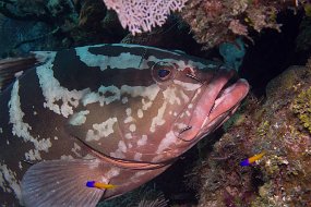 Cayman Islands-486