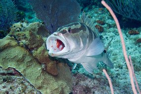 Cayman Islands-487