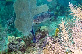 Cayman Islands-494