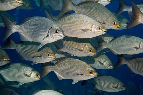 Cayman Islands-501