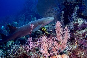 Cayman Islands-504