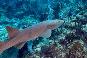 Cayman Islands-511