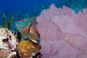Cayman Islands-523