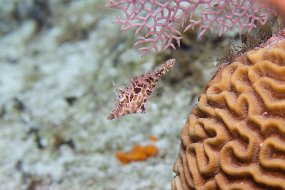 Cayman Islands-527