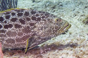 Cayman Islands-535