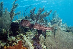 Cayman Islands-547