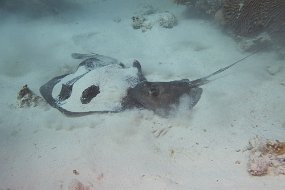 Cayman Islands-550