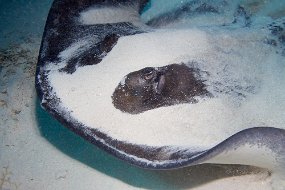 Cayman Islands-553