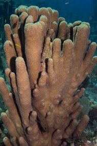 Cayman Islands-558