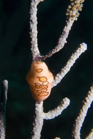 Cayman Islands-574