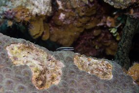 Cayman Islands-575