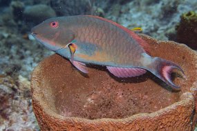 Cayman Islands-591