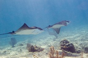 Cayman Islands-593